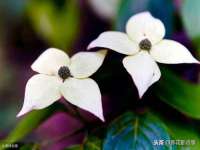 淮安茂渺广告传媒有限公司