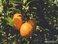 淮安茂渺广告传媒有限公司